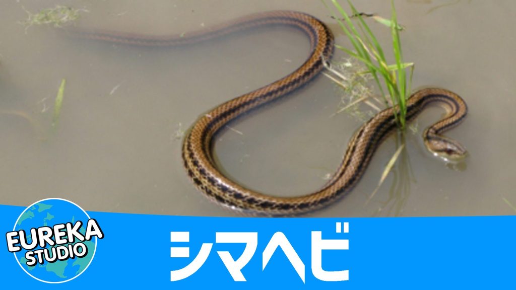 シマヘビ