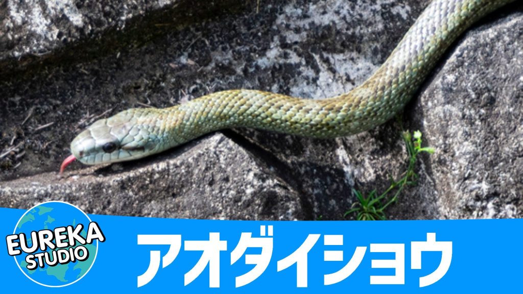 アオダイショウ