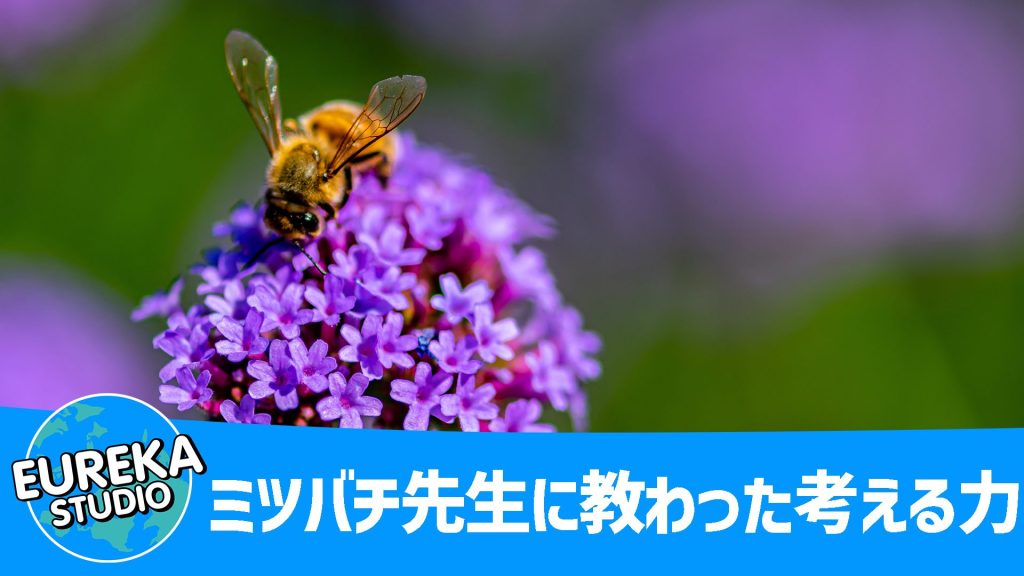 ミツバチ先生に教わった「考える力」