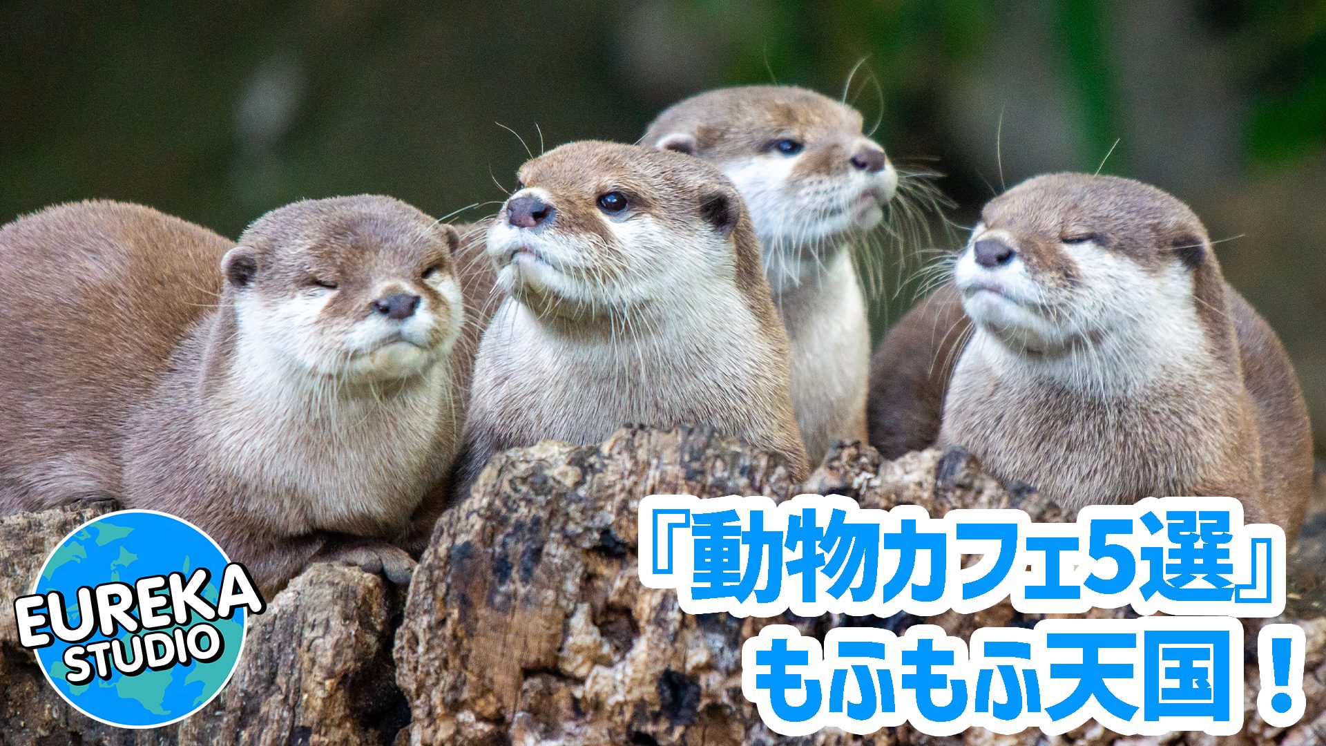 【東京・非日常体験 Vol.4】もふもふ天国! 究極の癒やしをくれる動物カフェ5選