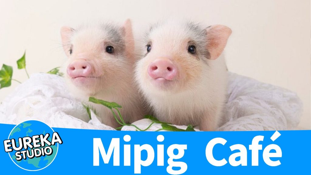 Mipig Café
