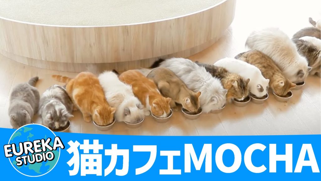 猫カフェMOCHA