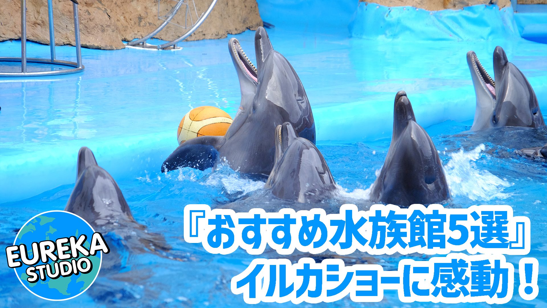 【心が洗われる海の宇宙】イルカショーに感動！　 癒やしと興奮のおすすめ水族館5選 (関東編)